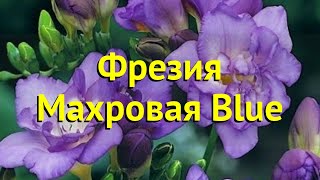 Фрезия махровая Блю. Краткий обзор, описание характеристик, где купить луковицы freesia double Blue