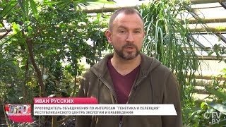 Иван Русских: Секрет отличного урожая смородины, малины и земляники / Сад и огород