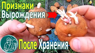 ???? Какую картошку лучше не сажать Выбраковка семенного картофеля после хранения и проращивания