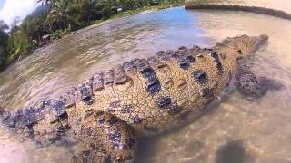 GoPro: American Crocodile attacks camera