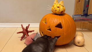 今年は気合い入れて恐ろしいジャックオランタンを作ってカワウソ猫をビビらせる！ Make a terrifying jack-o'-lantern and scare the otter cat!