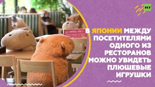 Место занято: плюшевые игрушки обеспечивают социальную дистанцию в японском ресторане