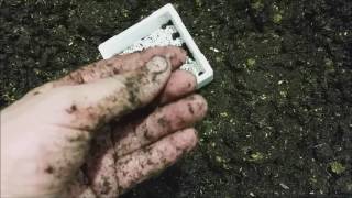 Закладка кокона. Канадский выползок. canadian nightcrawlers cocoons