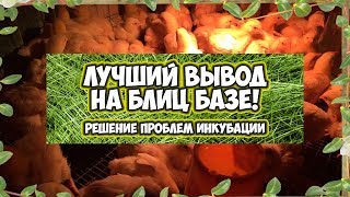 РЕШЕНО! Больше нет проблем с инкубацией. Несколько инкубаторов сразу