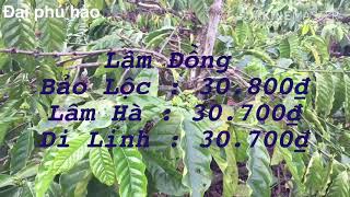 Giá cà phê hôm nay Giá tiêu hôm nay ngày 1/2/2020