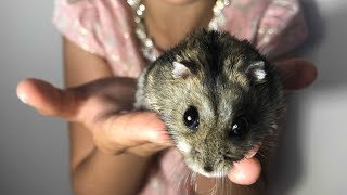 Джунгарский Хомячок и его Домик с Игрушками