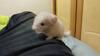 애기 친칠라들