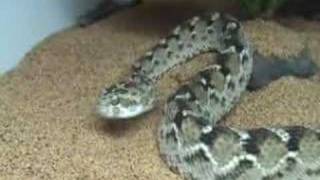 Sawscale Viper & Babies