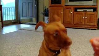 No Treats from Obama