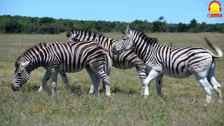 เพลงม้าลาย ม้าตัวเป็นๆ ตัวจริงๆ Zebra song