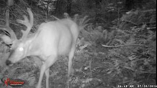 3x3 Blacktail