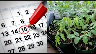 КОГДА САЖАТЬ РАССАДУ ТОМАТОВ для грунта? ЛУЧШЕЕ ВРЕМЯ для посадки!