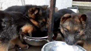 КОРМЛЕНИЕ ЩЕНКОВ немецкой овчарки.Feeding puppies Odessa.
