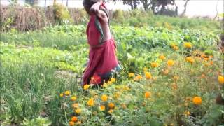 Thulugu poly vegetable crop model_SERP-CMSA & Digital Green_ Srikakulam_A.P.