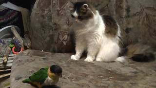 Попугай Каик играет с кошкой
