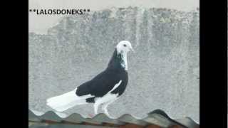 fotos from **LALOSDONEKS** φωτογραφιες ντουνεκια