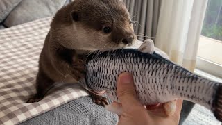 カワウソさくら 動く魚に意外な反応を示すカワウソ otter that reacts unexpectedly to moving fish