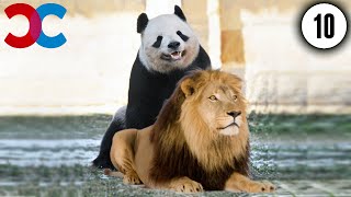 10 Bizarre Animal Mating Rituals Part 2