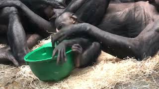 Bonobo Amali and her hard hat - Cincinnati Zoo