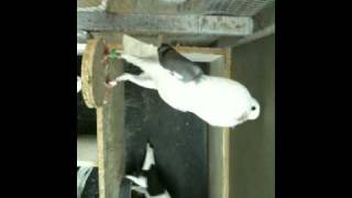 Persian toghy pigeons & more iranien hayflayer