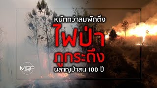 หนักกว่าลมพัดตึง “ไฟป่าภูกระดึง” ผลาญป่าสน 100 ปี