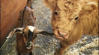 Calf and goat were destined to become dinner. Instead, they found friendship and a kind human.