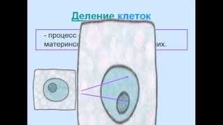 Питание, дыхание и деление клеток