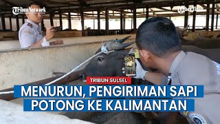 Jelang Idul Adha 2023, Grafik Pengiriman Sapi Potong ke Kalimantan Menurun