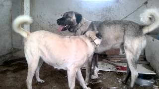 Safkan  dişi ve erkek kangal