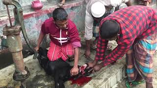 Slaughter goat