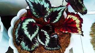Cara Merawat Bunga Begonia