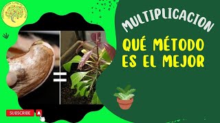 Esqueje Vs Semillas