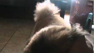 Reno the Peke :D