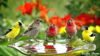 Richard Clayderman - The Flower Duet