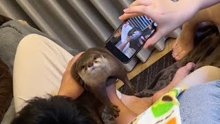 カワウソに今度は二人で真面目に死んだふりしてみた！！！！ This time we both tried to play dead seriously against the otter: ！！！！
