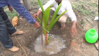 Coconut planting method_Tiptur