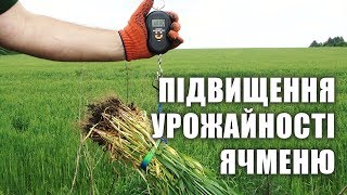 Підвищення урожайності ярого ячменя за допомогою інокулянта та комплексного добрива
