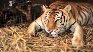 Un uomo aiuta una tigre a partorire e...