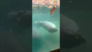 Fritz being Fritz - Cincinnati Zoo #shorts