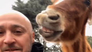 Blind horse loves bald daddy