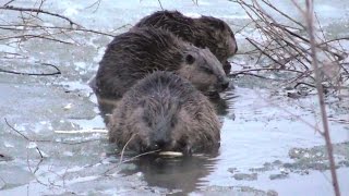 Бобры.  Завтрак на закате. ( Castor fiber )