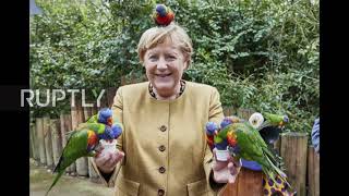 Germany: Merkel has her feathers ruffled by parrots amid election campaign *STILLS*