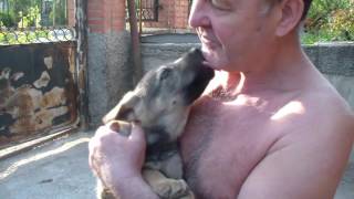 Волкособы. Первое поколение