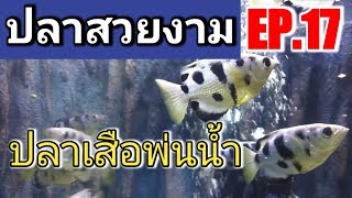 EP.17 ปลาเสือพ่นน้ำ
