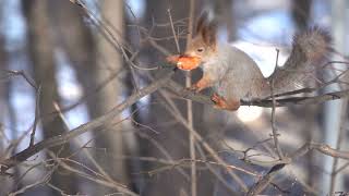 У белки опять проблемы с морковкой / Squirrel has problems with carrots again