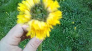 Самый интересный цветок-мутант. Такие вот одуванчики...