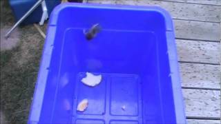 Wild Mouse jumping