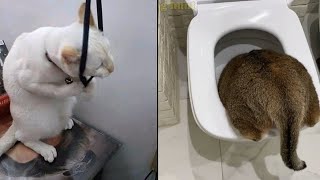 ЛЮБОПЫТНЫЕ КОТЫ ЛЕЗУТ В КАЖДУЮ ДЫРКУ! СМЕШНЫЕ ЖИВОТНЫЕ Я РЖАЛ ПОЛ ЧАСА