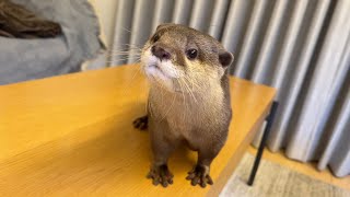 インターホンが鳴った時のカワウソの反応がこちらです Here's how the otter reacted when the intercom rang