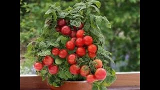 Как Вырастить Помидоры на Балконе? 2018 / How to Grow Tomatoes on the Balcony